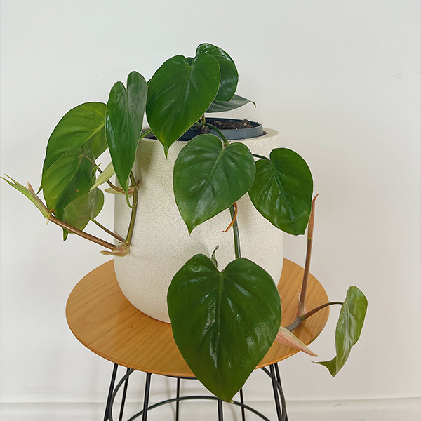 Heartleaf Philodendron