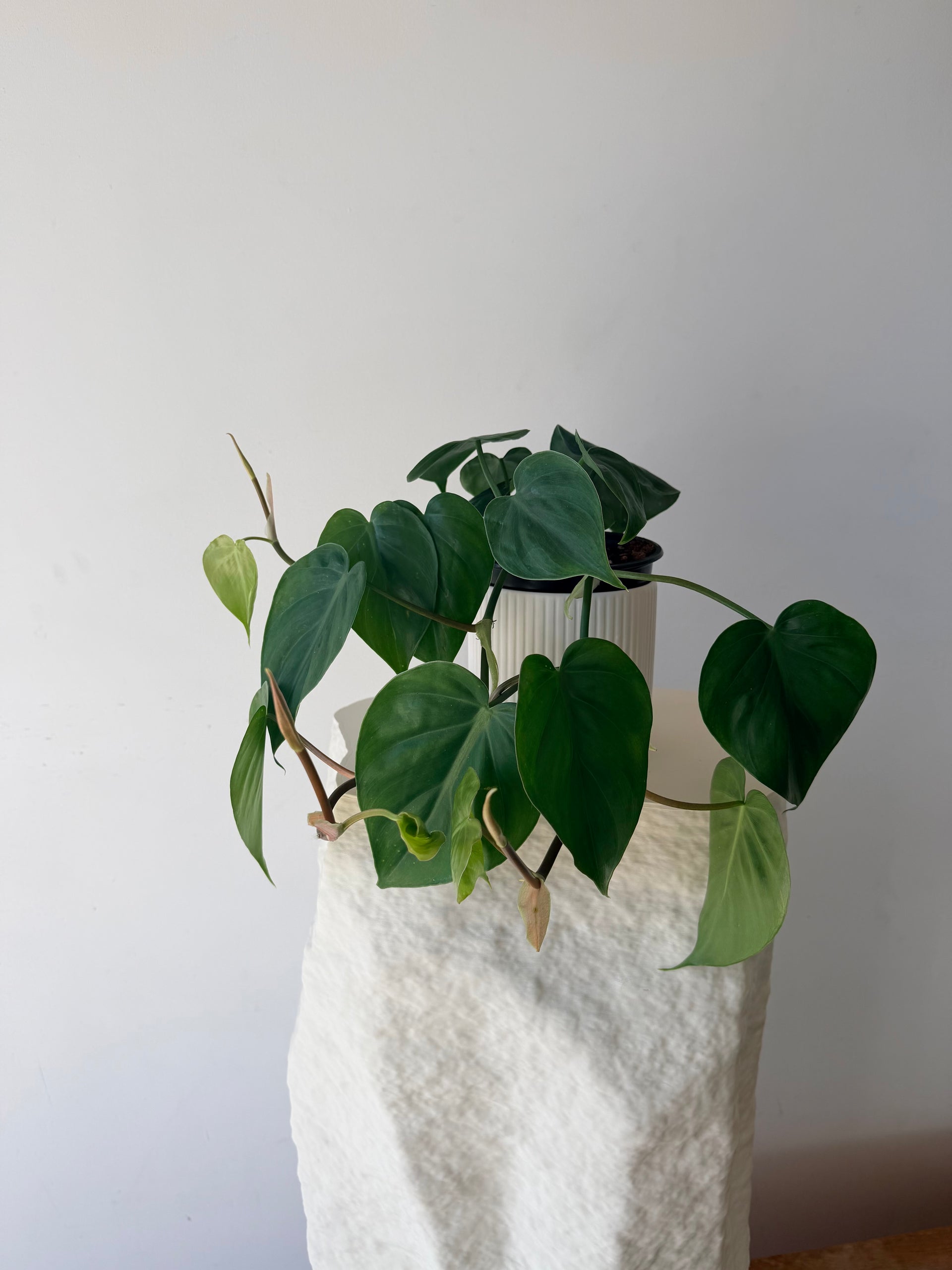 Heartleaf Philodendron – Flowerette