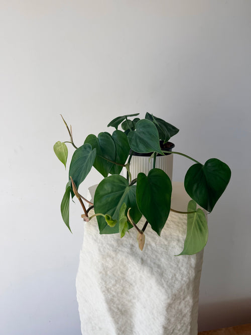 Load image 1 in gallery view. Heartleaf Philodendron