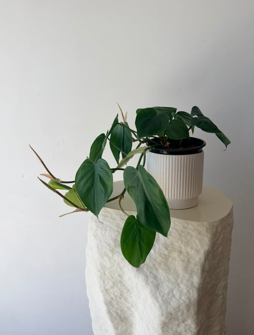 Load image 1 in gallery view. Heartleaf Philodendron