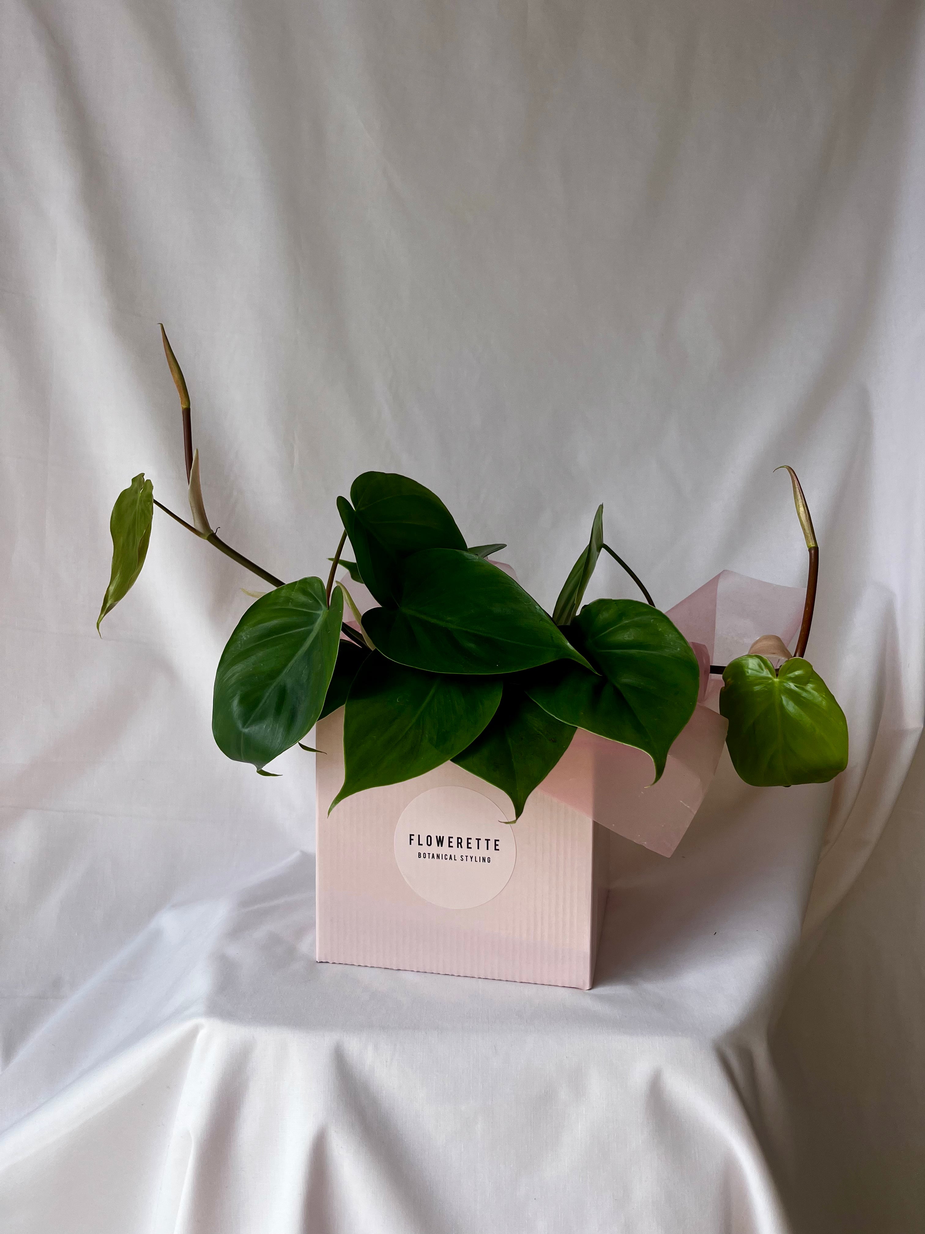 Heartleaf Philodendron