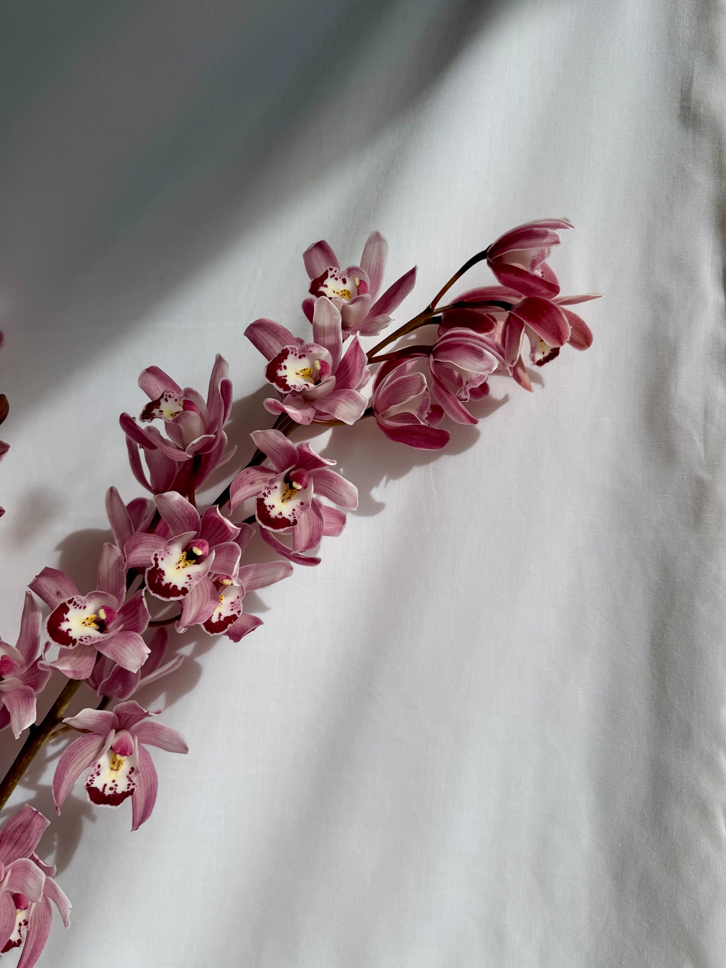 Cymbidium Orchid