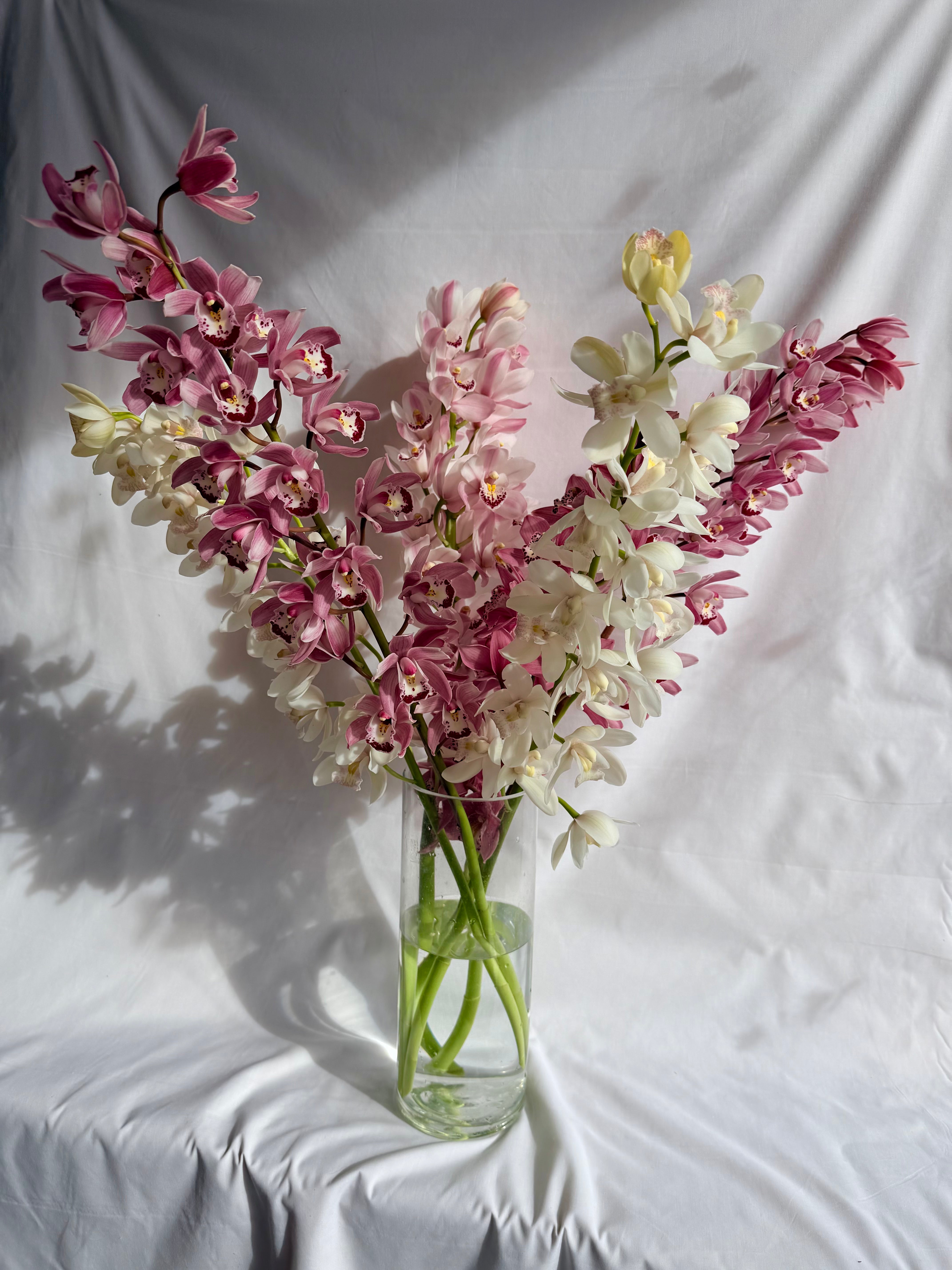 Cymbidium Orchid