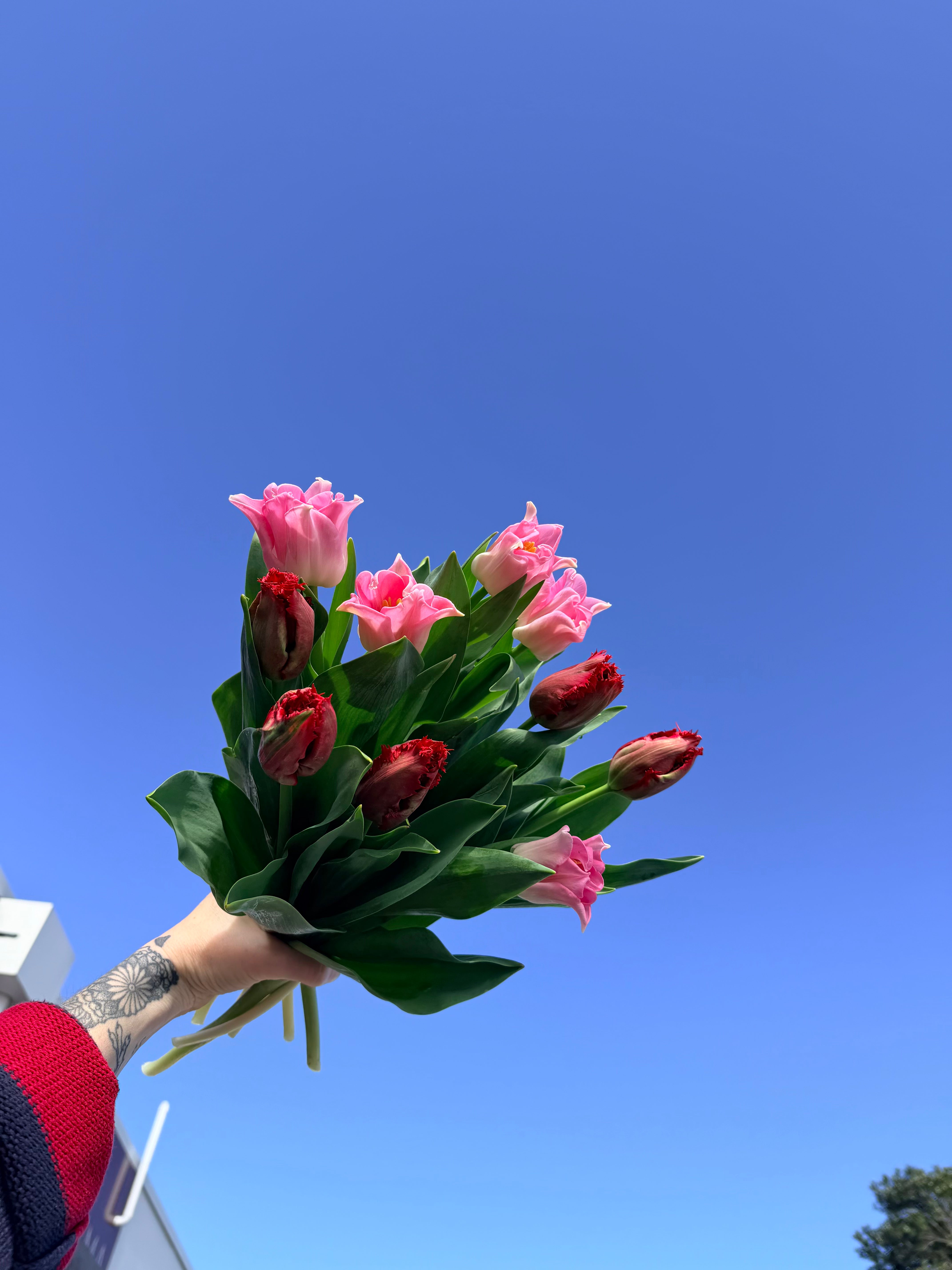 Tulip En Masse