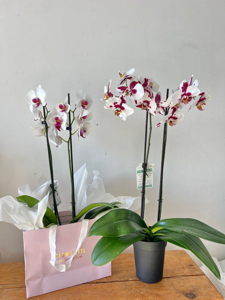 Phalaenopsis Orchid