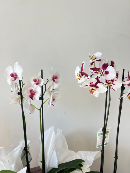Phalaenopsis Orchid