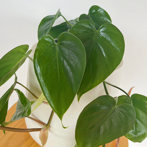 Heartleaf Philodendron